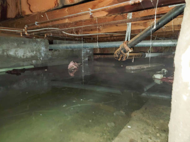 Best Professional water damage repair  in Oak Leaf, TX