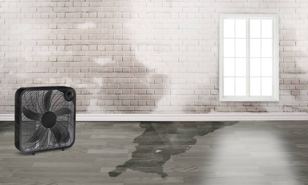 Best Water damage cleanup near me  in Oak Leaf, TX